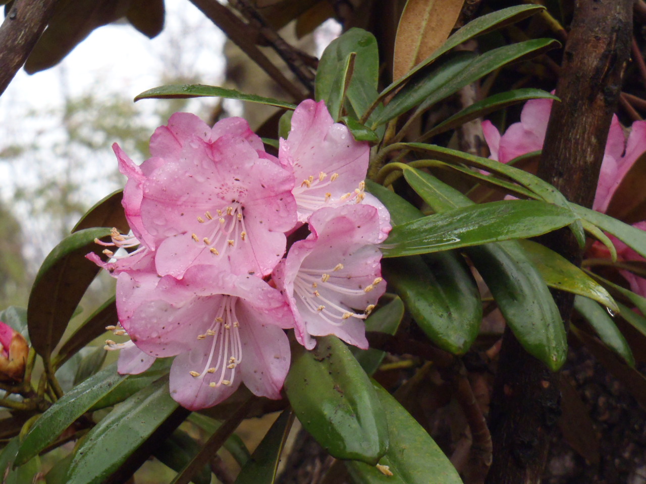 自社農園の植木たち